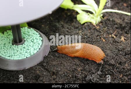 The picture shows a snail on a snail trap Stock Photo