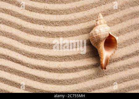 Long seashell lie on the dunes. Top view. Stock Photo