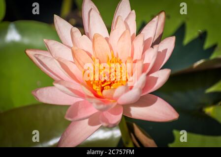 Pink lotus (Nelumbo species) flower on large round leaves Stock Photo