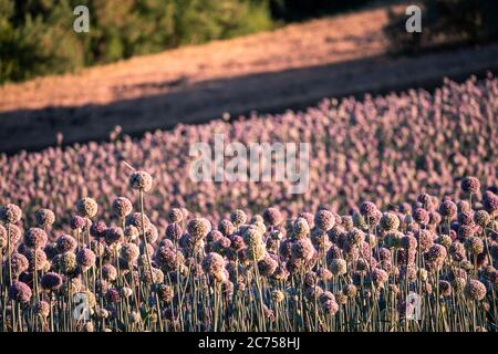 Garlic flowers field in Marche region, Italy Stock Photo