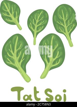 Tat soi illustration. Vector herb on white background. Fresh eco farm vegetable. Botanical hand-drawn cute salad. Seasonal cultivated vegetable. Salad Stock Vector