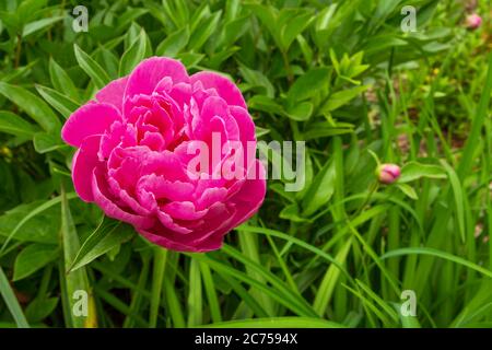 A beautiful pink peony flower in green grass Stock Photo