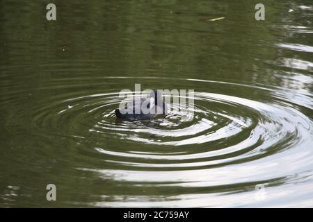 From a coot, ripples of the pond's water spread Stock Photo