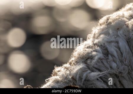 Detail of the wool fleece on an Individual sheep grazing at the coast with bokeh background of sun shining on the sea Stock Photo