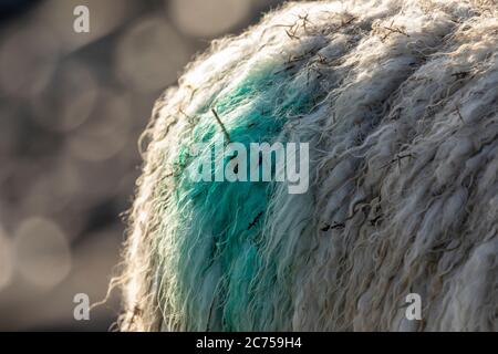 Detail of the wool fleece on an Individual sheep grazing at the coast with bokeh background of sun shining on the sea Stock Photo