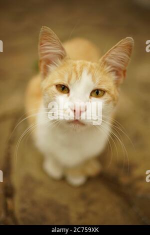 White ginger cat resting on the street on a summer. Stock Photo