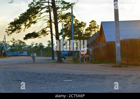 Two Cows Walking Home Down a Quiet Street of Khuzhir Village on Olkhon Island, Lake Baikal, Russia Stock Photo