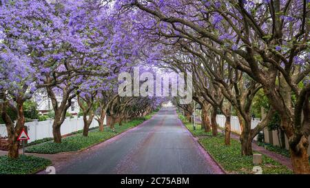 Tall Jacaranda trees lining the street of a Johannesburg suburb in the afternoon sunlight, South Africa Stock Photo