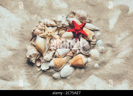 Seashells summer background. Lots of different seashells piled together on a white wooden background. Stock Photo