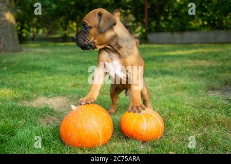 A puppy boxer standing on two pumpkins, view in the summer day Stock Photo