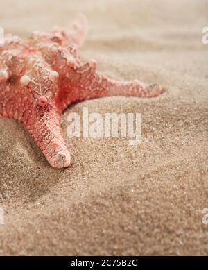 Caribbean starfish on wavy sand. Close, selective focus. Summer vacation. Stock Photo