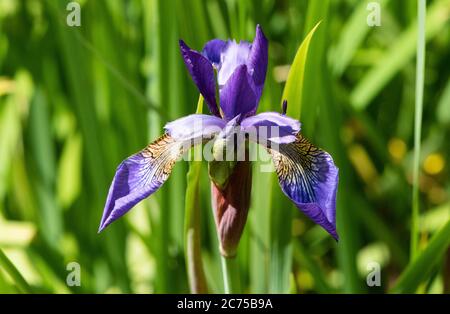Northern blue flag iris, Chipping, Preston, Lancashire, UK Stock Photo