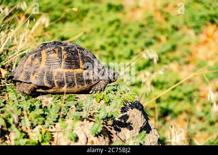 Turtle at the edge of tiny cliff on the grass Stock Photo