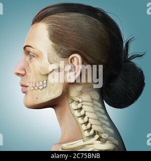 3d rendered, medically accurate illustration of a female scull and neck anatomy Stock Photo