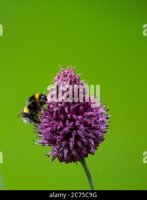 Wimbledon, London, UK. 14 July 2020. Buff Tailed Bumblebee attracted to Allium flower against vivid green background of grass lawn in a London garden under overcast skies. Credit: Malcolm Park/Alamy Live News. Stock Photo