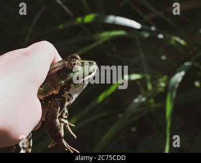 Caught lake frog in the hand, species Pelophylax ridibundus, female, the largest frog in Russia Stock Photo