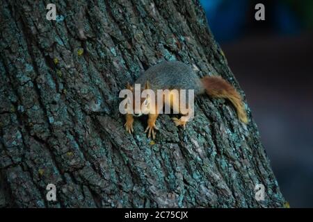 Curious squirrel peeking behind the tree in the national park Turkey. Stock Photo