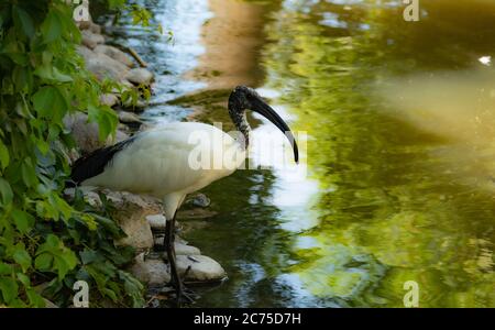 Sacred ibis, Threskiornis aethiopicus near the lake in national park in izmir turkey. Stock Photo