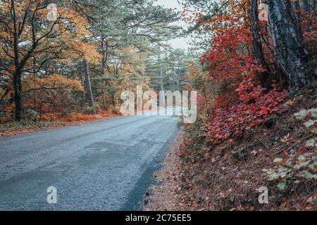 Autumn forest. Mystic charming enchanting landscape with a road in the autumn forest and fallen leaves on the sidewalk Colorful landscape with trees Stock Photo