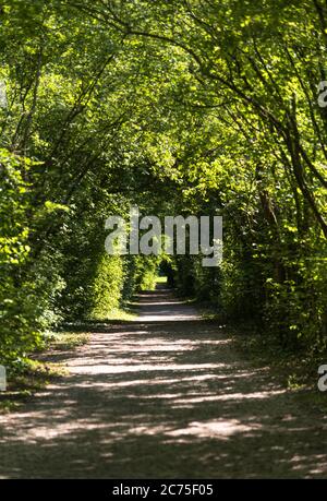 Path in the forest covered by trees Stock Photo