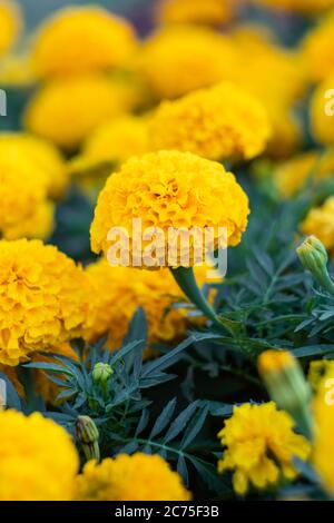 Field of marigolds, bright yellow flowers in the garden. Mexican marigold. Floral wallpaper, nature backgrounds. Tagetes erecta, African calendula fro Stock Photo