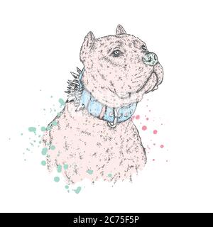 A beautiful pit bull. Vector illustration for a postcard or a poster, print on clothes, a cover or a bag. Bulldog. Purebred puppy. Dog. Stock Vector