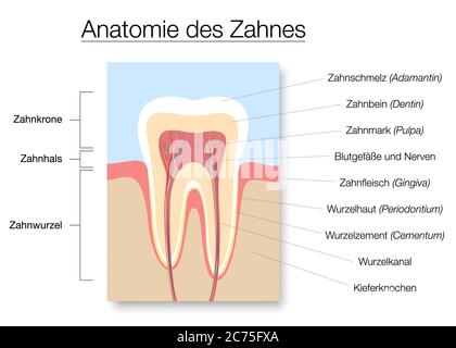 Tooth anatomy, german names, medical labeled cross section chart with enamel, dentin, pulp, gingiva, blood vessels and nerves. Stock Photo