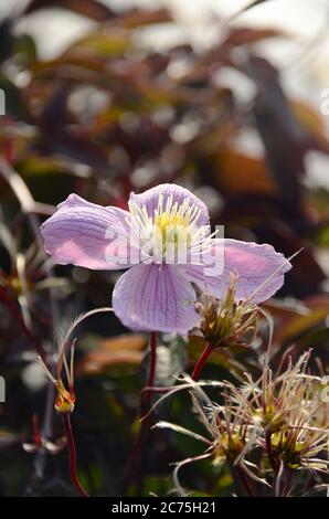 Purple Passion Flower Passiflora Edulis Frederick. Stock Photo