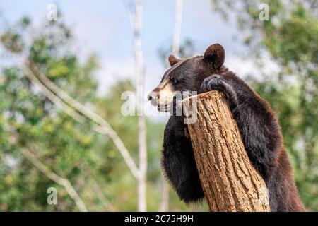 Black bear in the tree Stock Photo