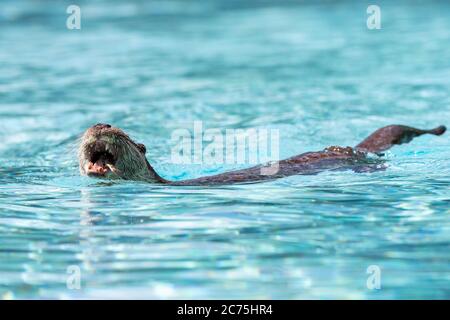 European Otter swimming in the swimming pool Stock Photo