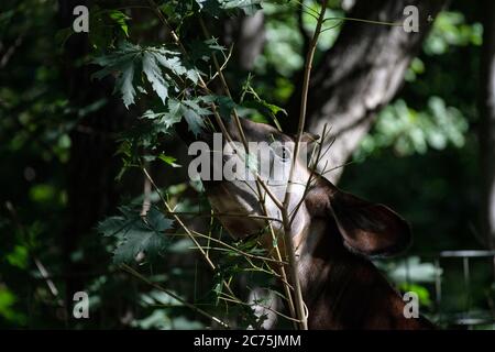 Berlin, Germany. 14th July, 2020. An okapi can be tasted at the zoo. Credit: Paul Zinken/dpa/Alamy Live News Stock Photo