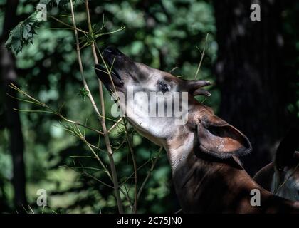 Berlin, Germany. 14th July, 2020. An okapi can be tasted at the zoo. Credit: Paul Zinken/dpa/Alamy Live News Stock Photo