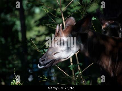 Berlin, Germany. 14th July, 2020. An okapi can be tasted at the zoo. Credit: Paul Zinken/dpa/Alamy Live News Stock Photo