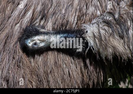 Berlin, Germany. 14th July, 2020. An emu cleans its plumage in its enclosure at the zoo. Credit: Paul Zinken/dpa/Alamy Live News Stock Photo