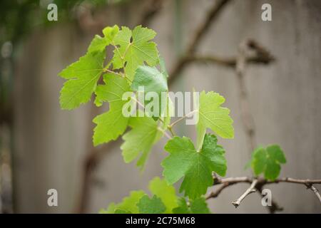 Fresh green grape leaves in summer garden closeup Stock Photo