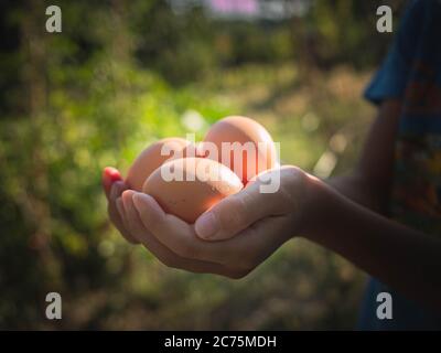 child hands holding three fresh organic eggs. Harvesting eggs. Freshness bio eggs from organic farm Stock Photo