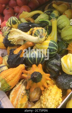 Various kind of pumpkins, butternut squash and vegetables in the supermarket. Stock Photo