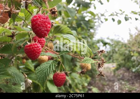 The raspberry is the edible fruit of a multitude of plant species in the genus Rubus of the rose family. Stock Photo