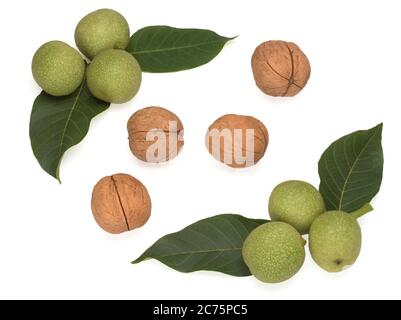 Unripe Green Fruits of the Common Walnut on a branch and peeled Stock Photo