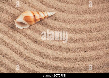 Long seashell lie on the dunes. Top view. Stock Photo