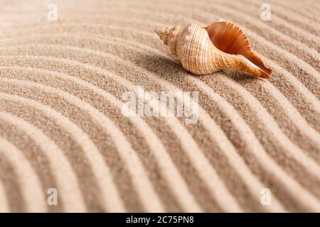 Seashell on the yellow sand on a sunny day. Natural background with place for your text. Stock Photo