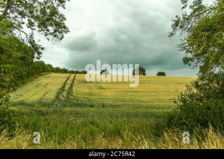 Tractor marks seen in the corn field seen in Blisworth, Northamptonshire, UK. Stock Photo