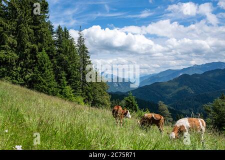 scenic view of woods and mountains in Bavaria, Germany Stock Photo