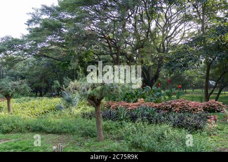 Different kind trees and plants in the cubbon park which has bio values in the morning Stock Photo