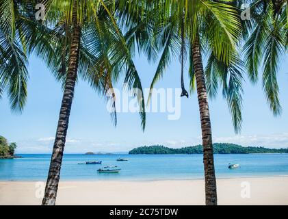 Palm trees on Coiba Island, Panama Stock Photo