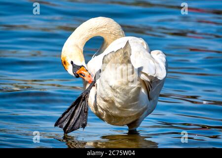 Mute swan (Cygnus olor) in a river Stock Photo
