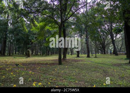 Sri Chamarajendra Park