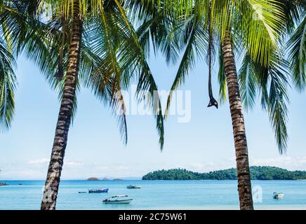 Palm trees on Coiba Island, Panama Stock Photo