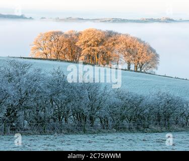 The 'Elephant Trees' above Guiseley glow orange in early morning light in contrast to the blue tones of the surrounding frosty landscape. Stock Photo