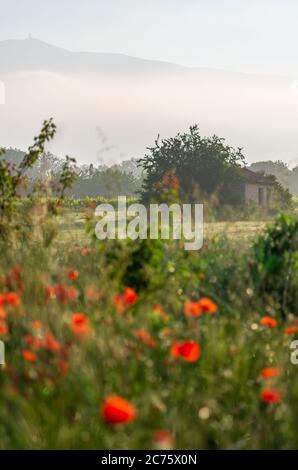 Mist envelopes Mont Ventoux in Provence, France, on a peaceful summer morning with vibrant red poppies and a traditional barn catching the light. Stock Photo